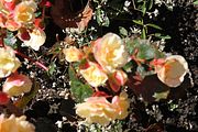 10 - Butchard Gardens  - IMG_1594